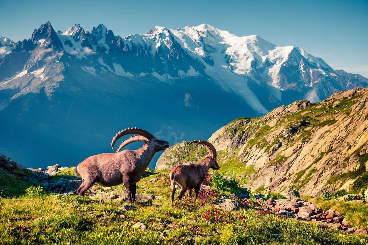 Chamonix Sud - Grepon 315 - Happy Rentals France